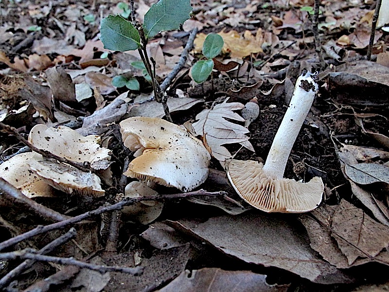 Passeggiata di oggi
